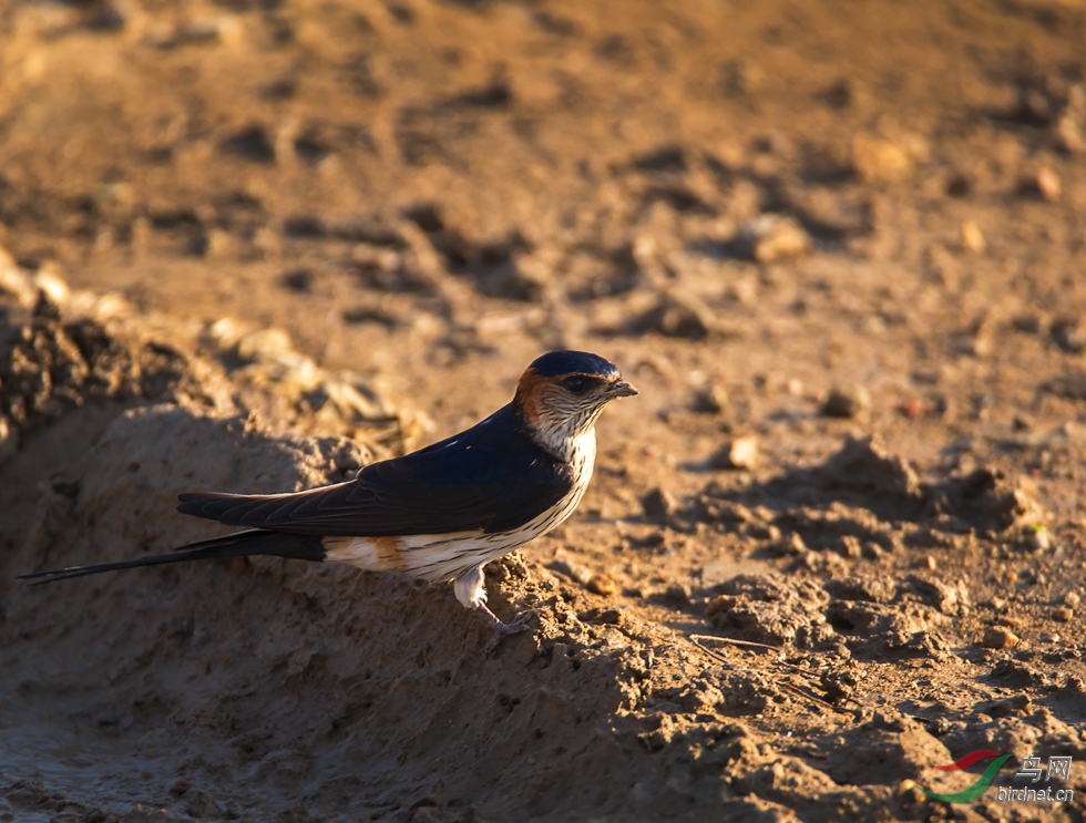 燕子衔泥筑巢忙金腰燕