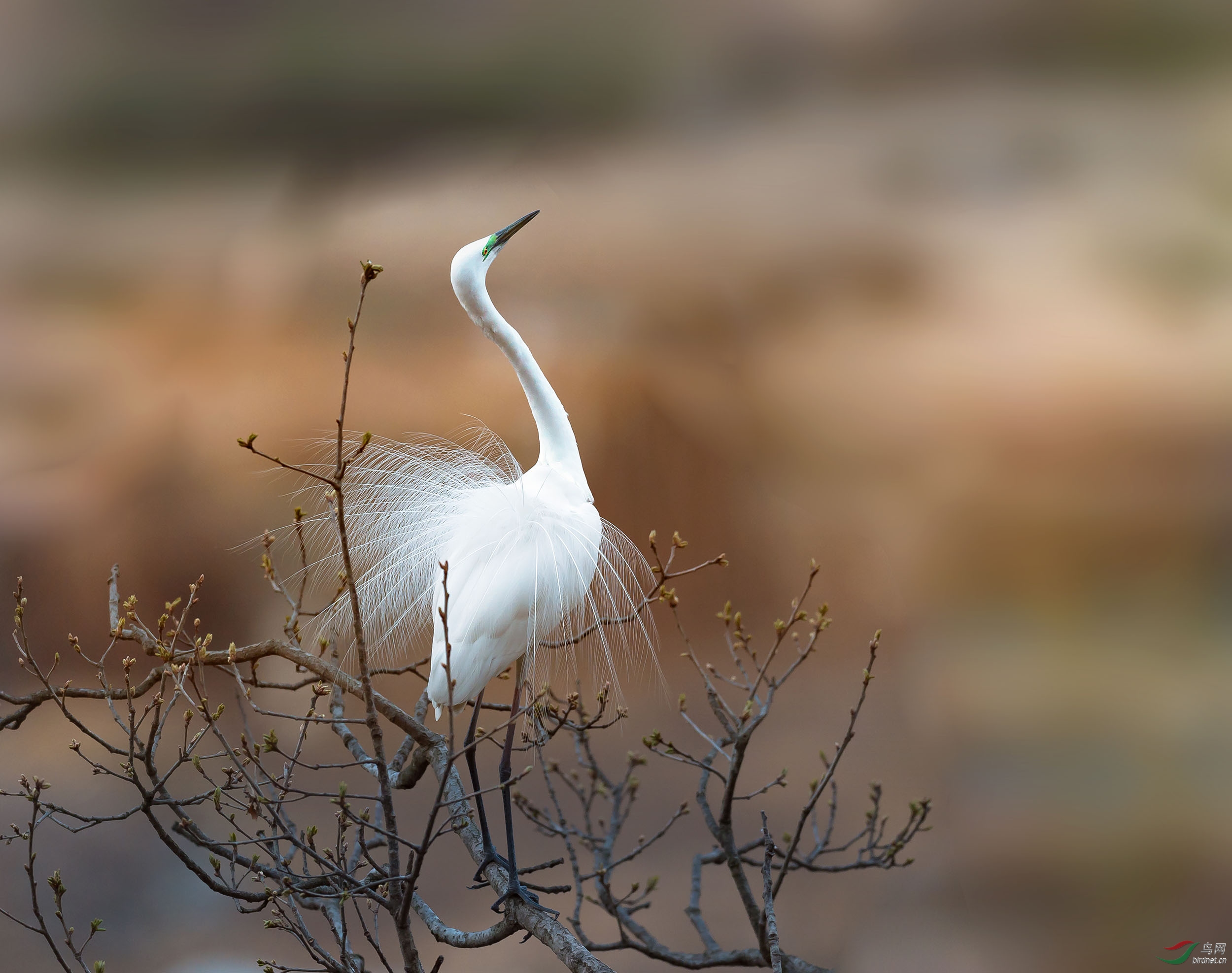 白鹭开屏