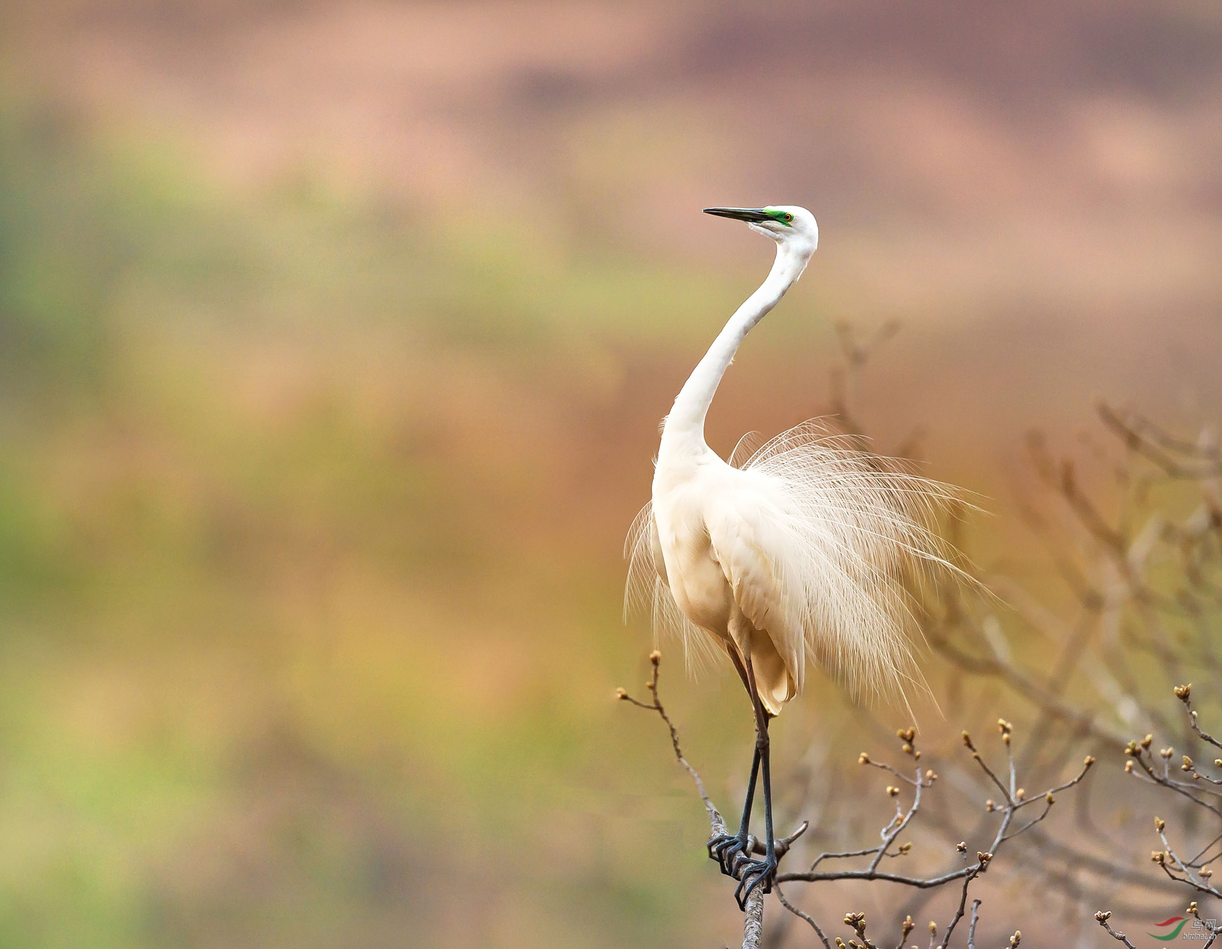 白鹭开屏