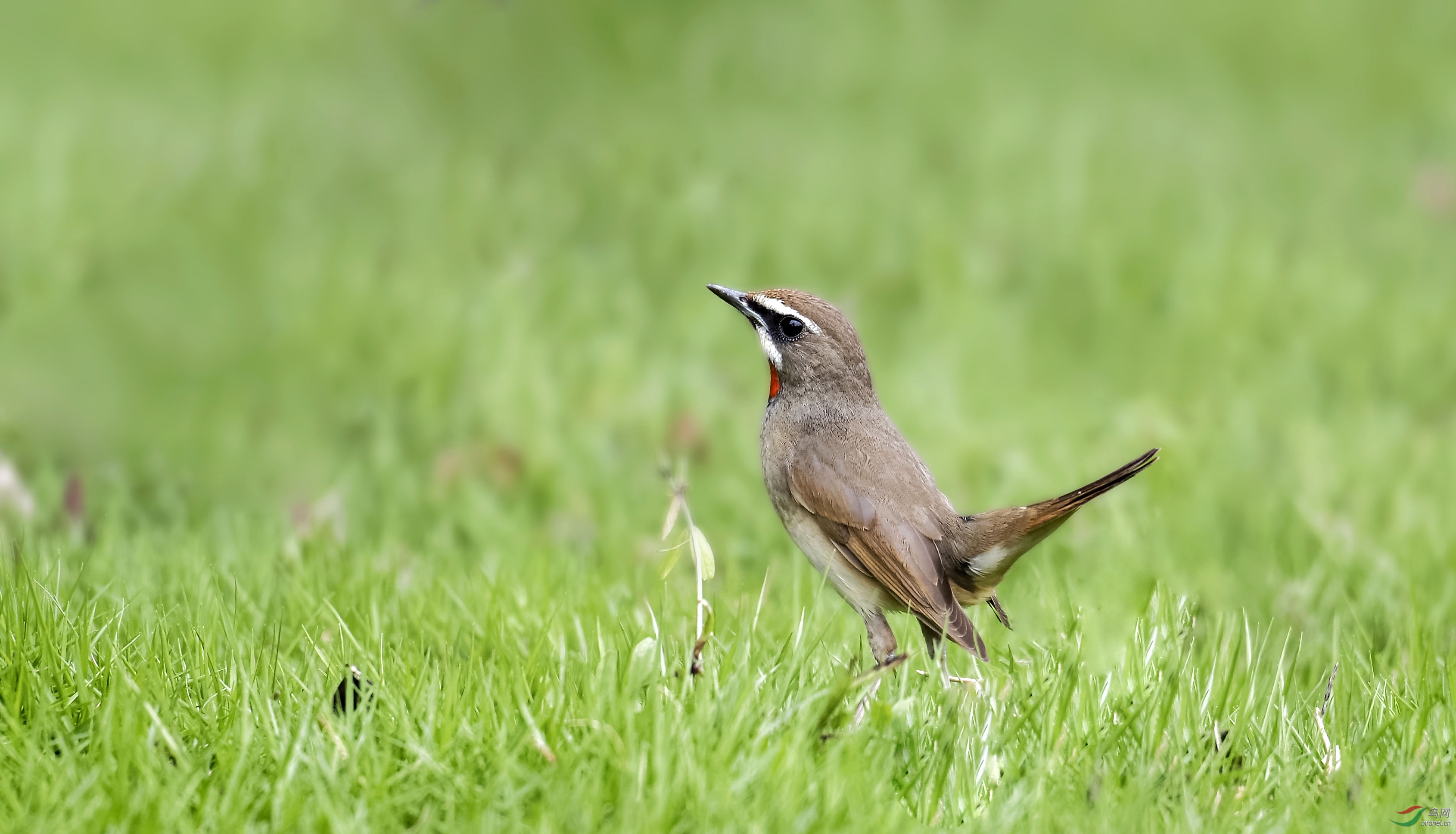 绿草坪上的红喉歌鸲