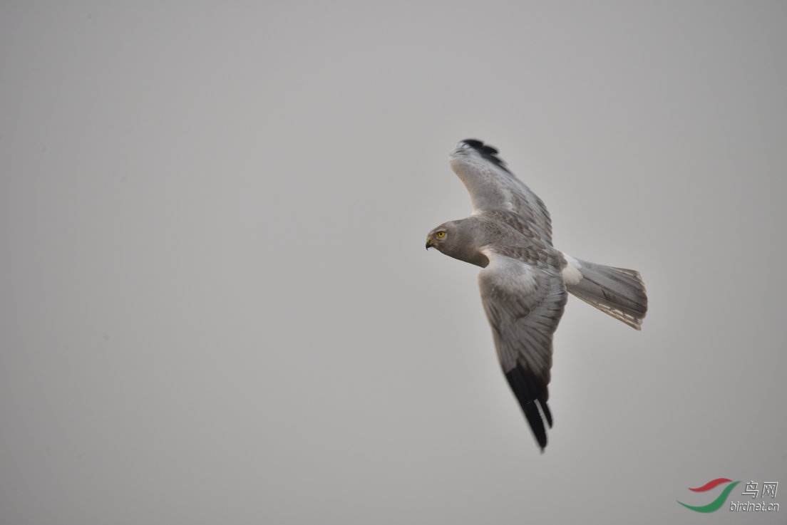 听山鹰老师的猛禽观赏之旅