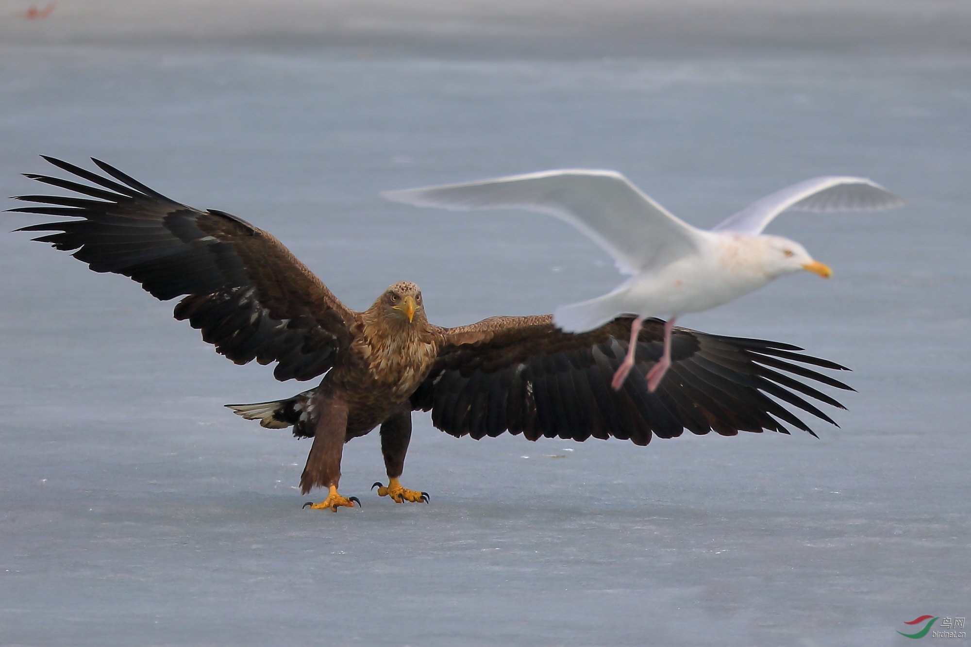 海雕海鸥