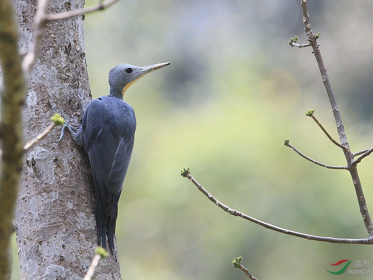 大灰啄木鸟mm