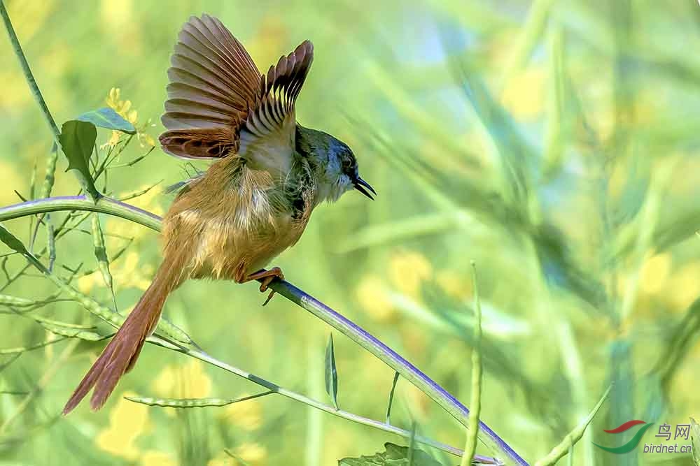 油菜花上的莺舞