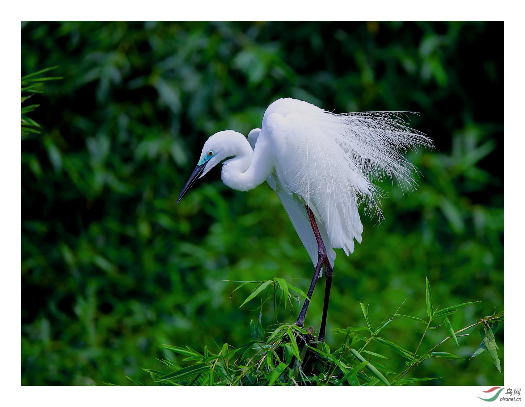 繁殖羽的大白鹭