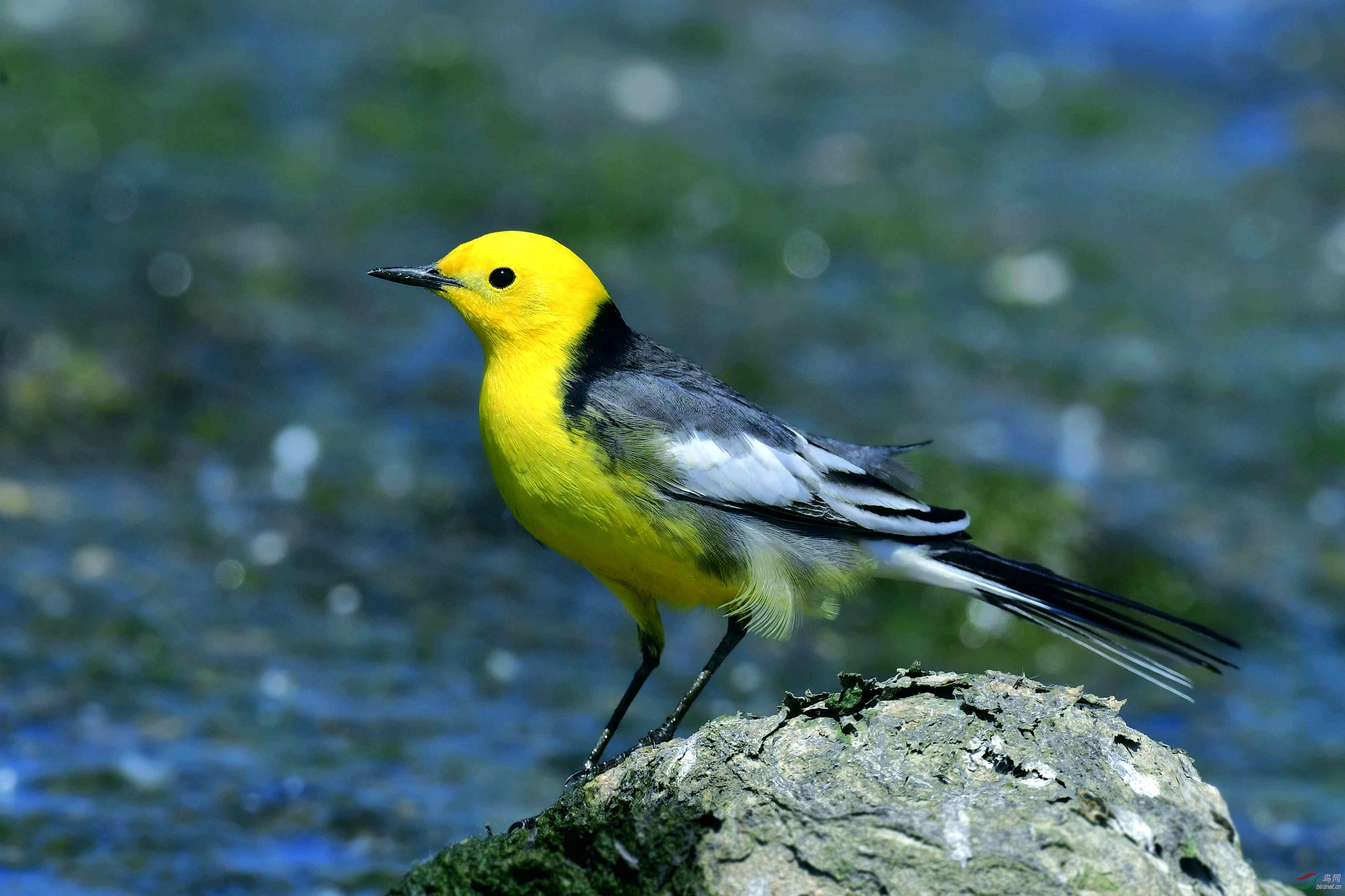 [水鸟] 黄头鹡鸰
