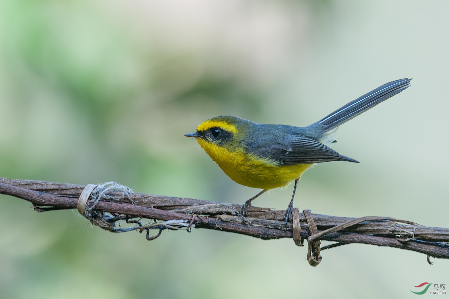 黄腹扇尾鹟