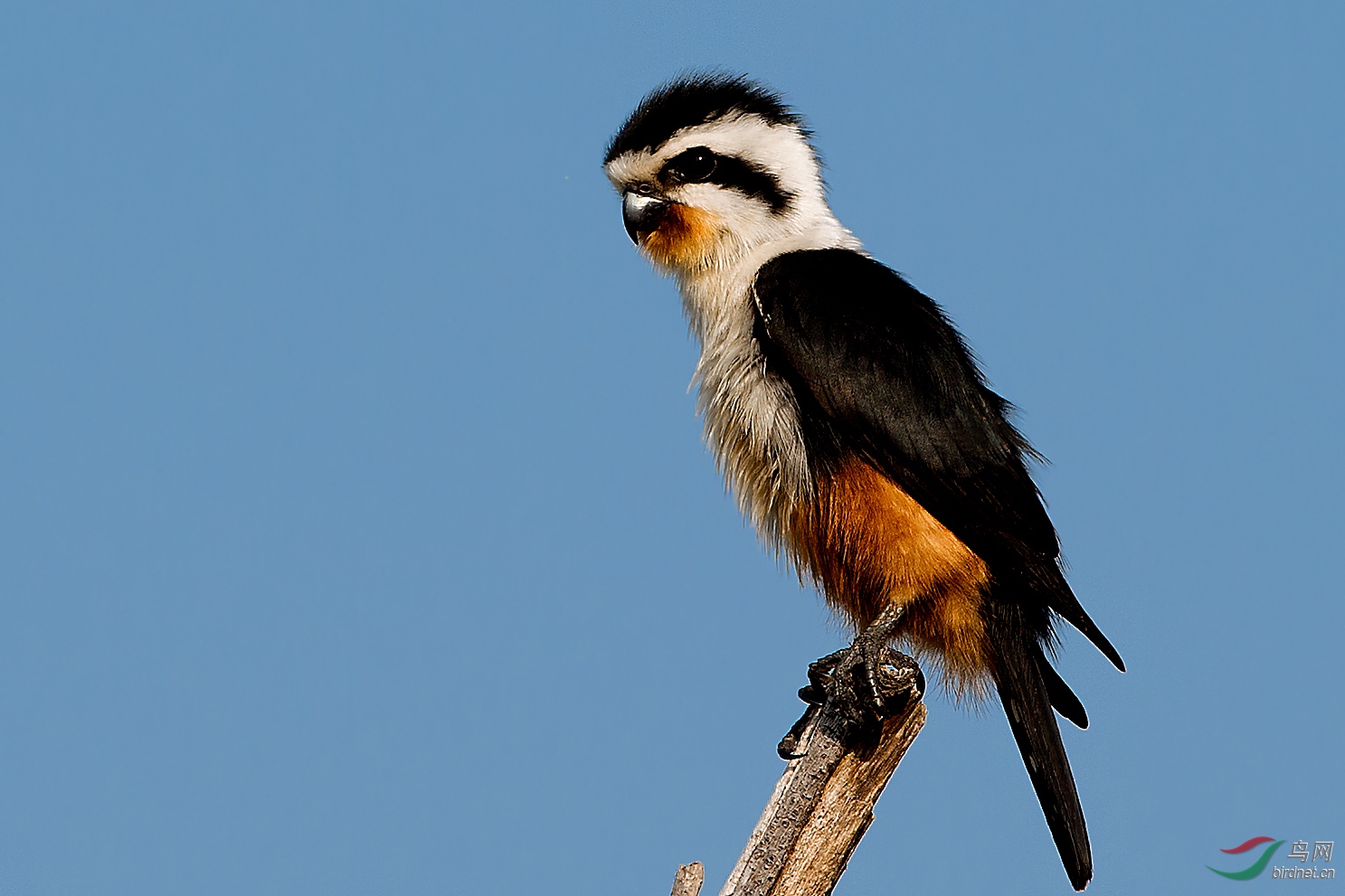 十米内拍红腿小隼
