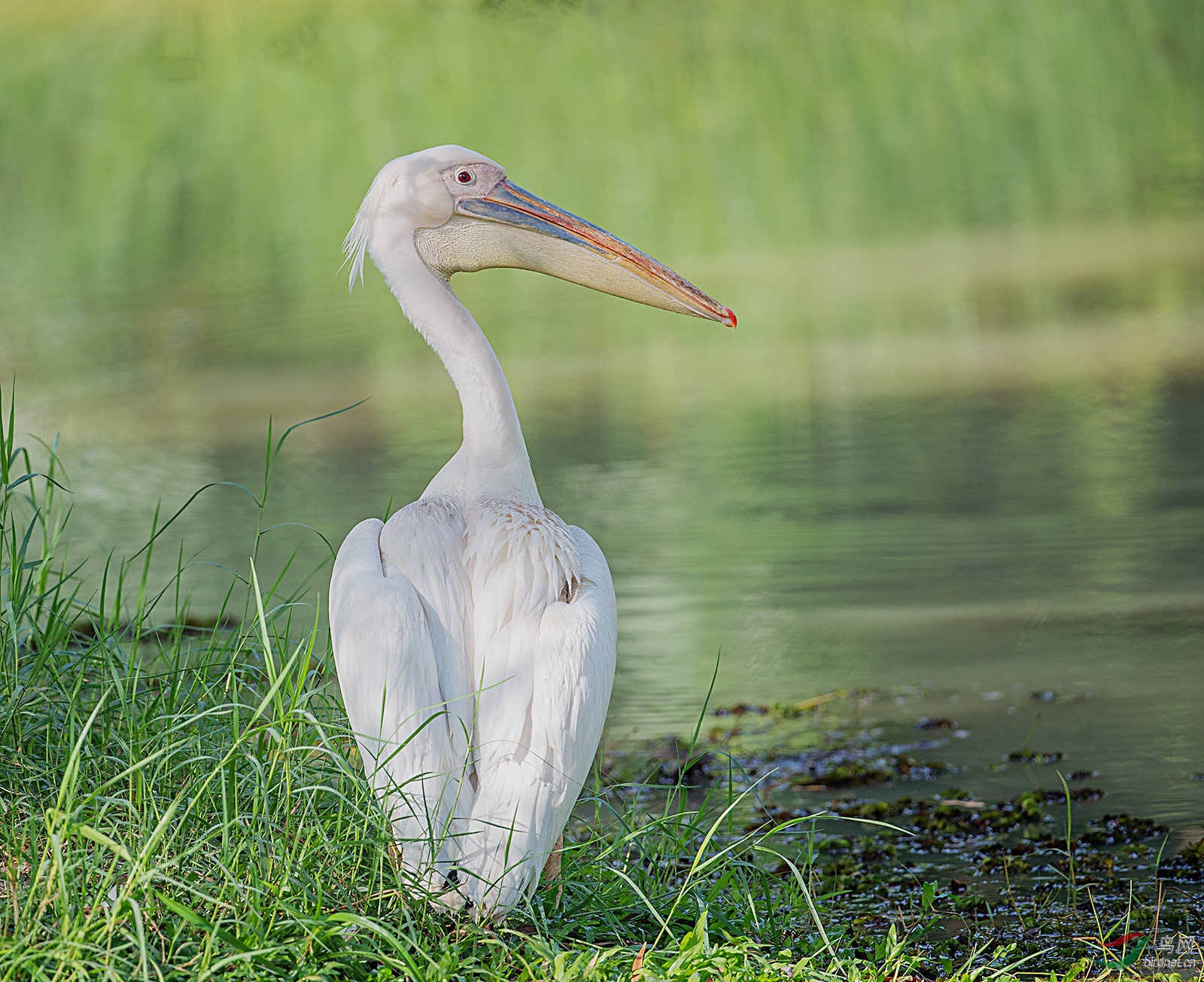 【标准版白鹈鹕】