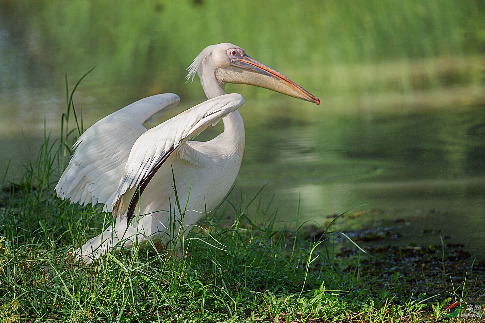 【标准版白鹈鹕】