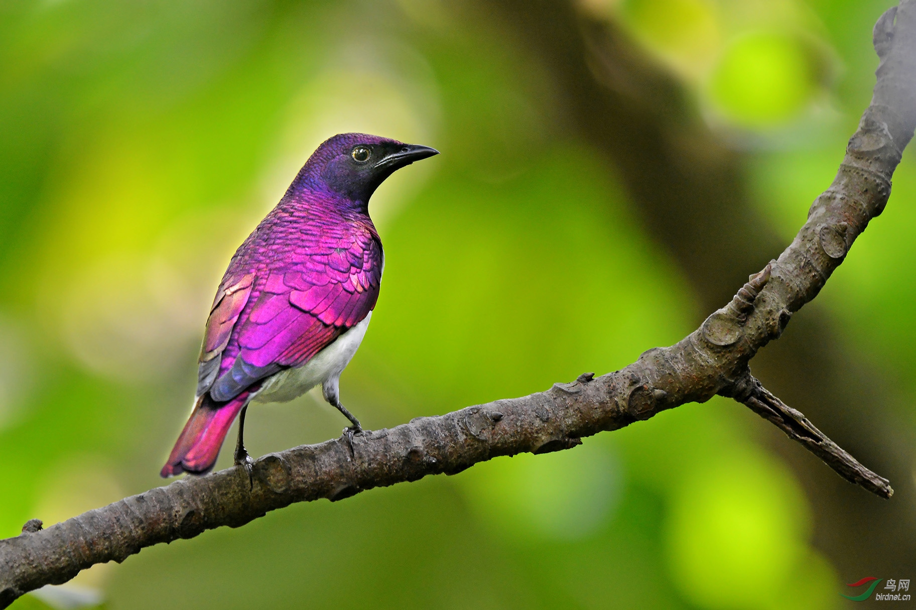 白腹紫椋鸟新加坡的白腹紫椋鸟