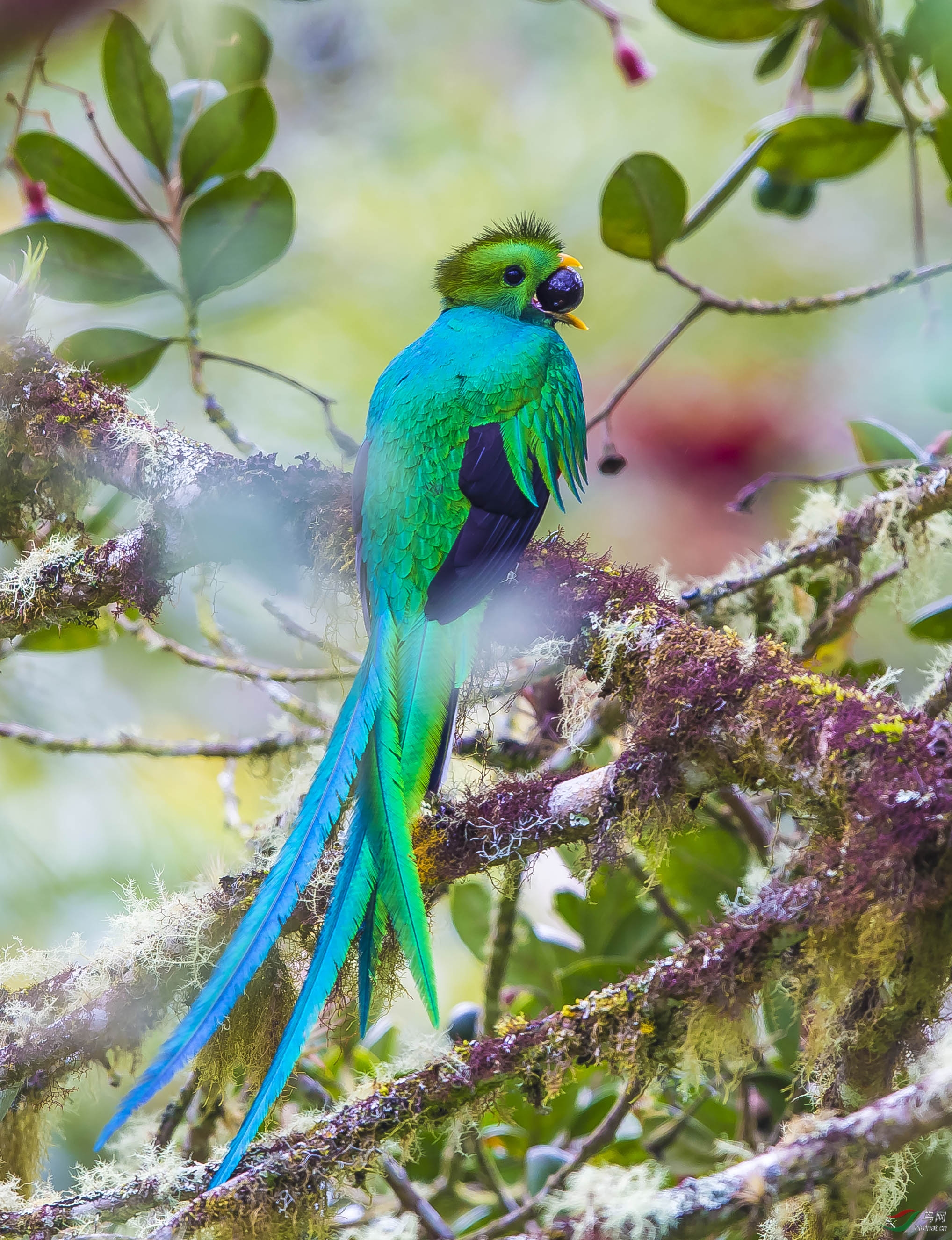 (凤尾绿咬鹃)凤尾绿咬鹃(贺获·每日精华·)