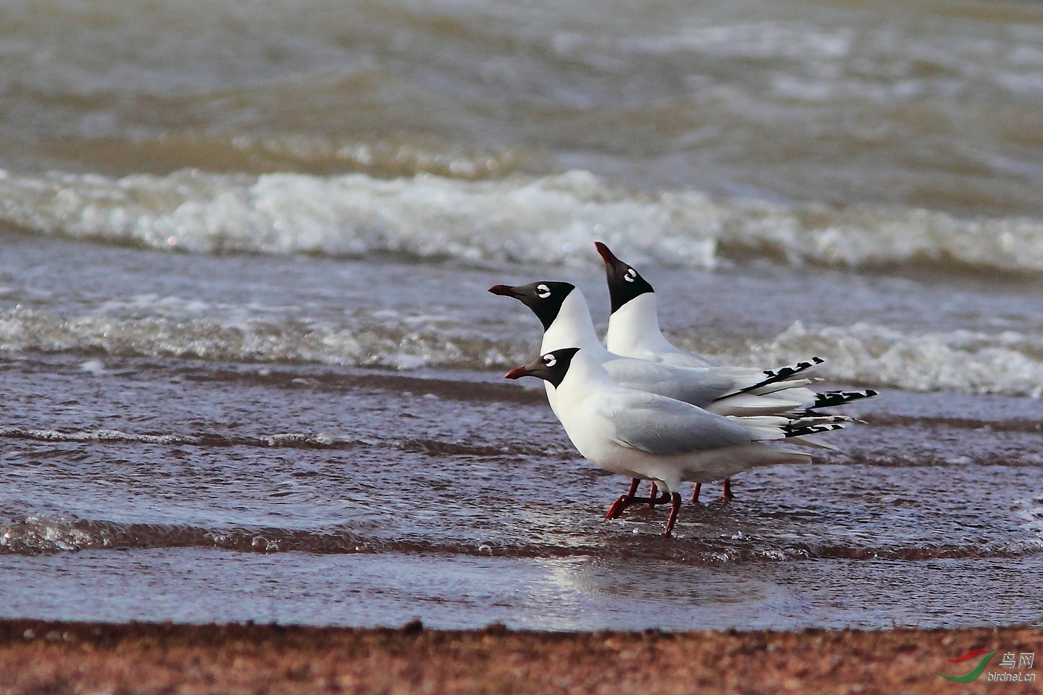 今春红碱淖的遗鸥