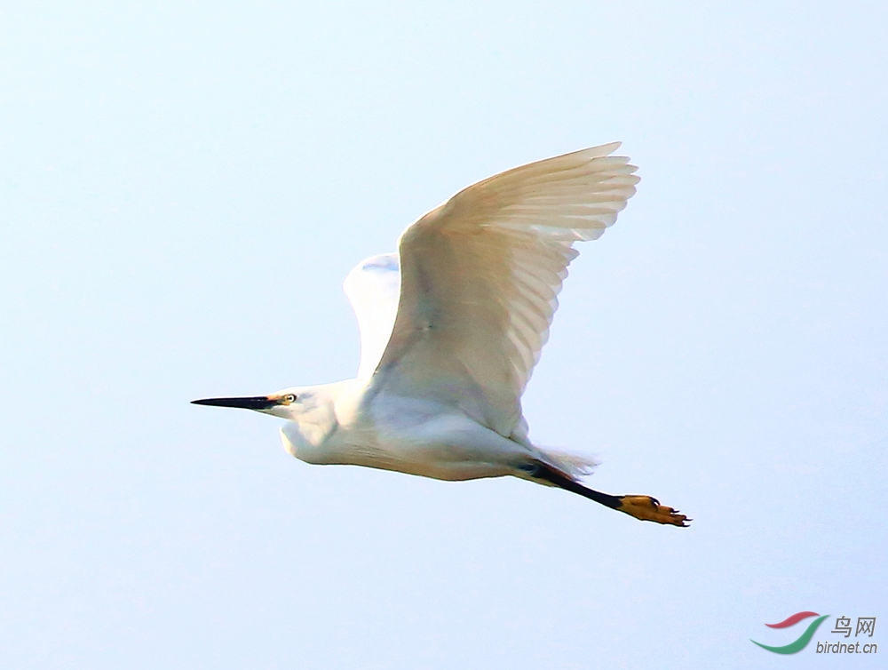 白鹭飞行中的技艺