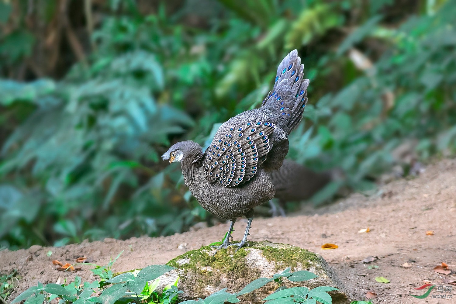 翘起漂亮的尾羽