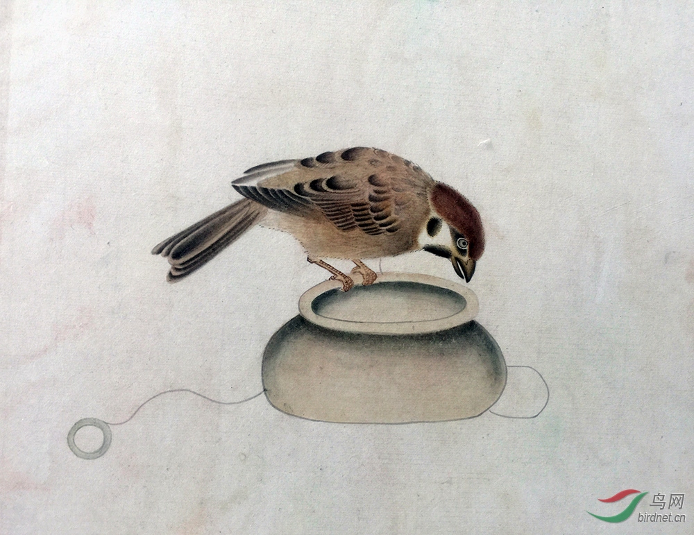宋人麻雀.jpg