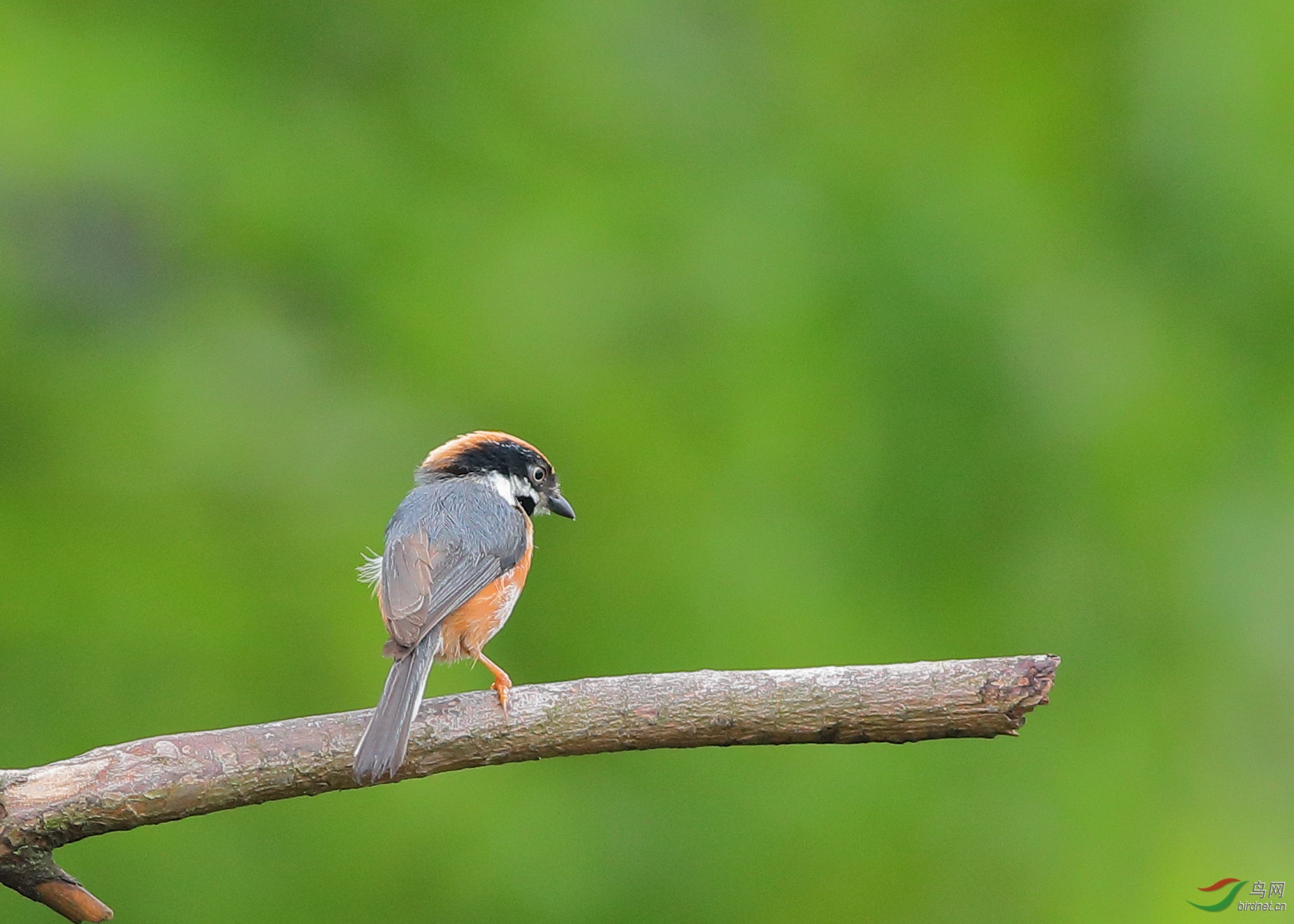 [林鸟] 正反面照--小红头