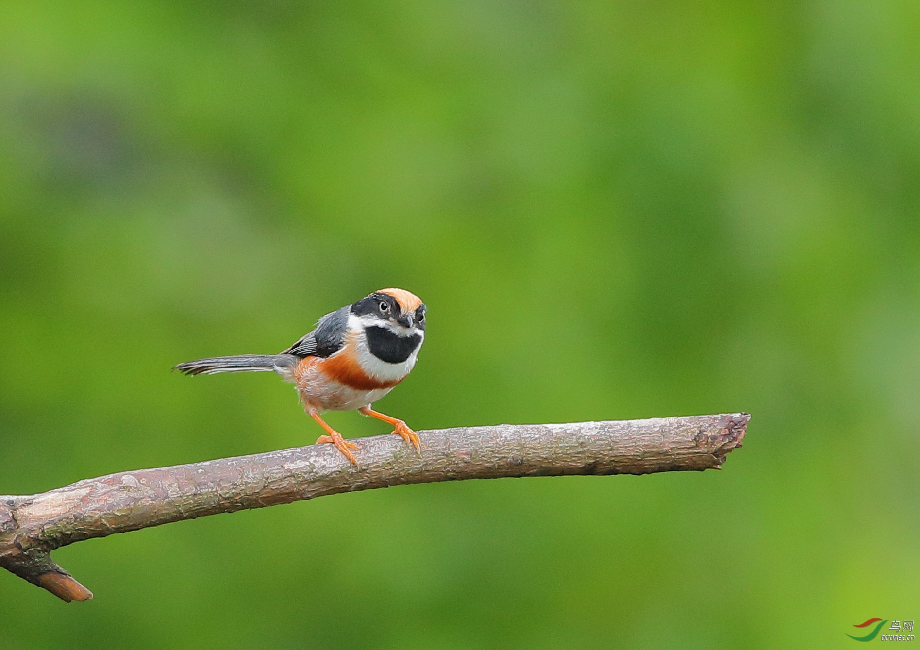 正反面照-小红头