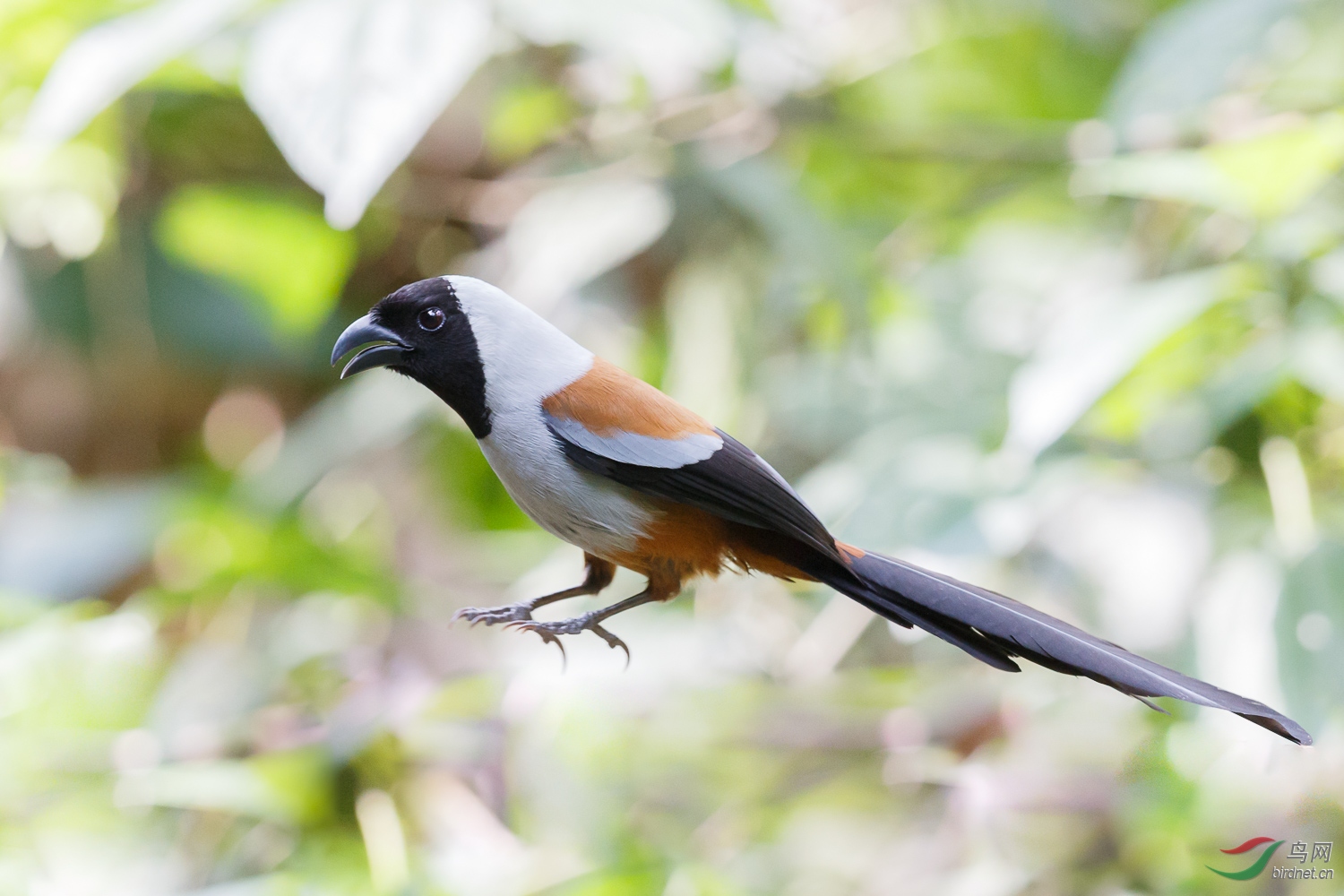会打响嗝的山呼鸟黑喉噪鹛