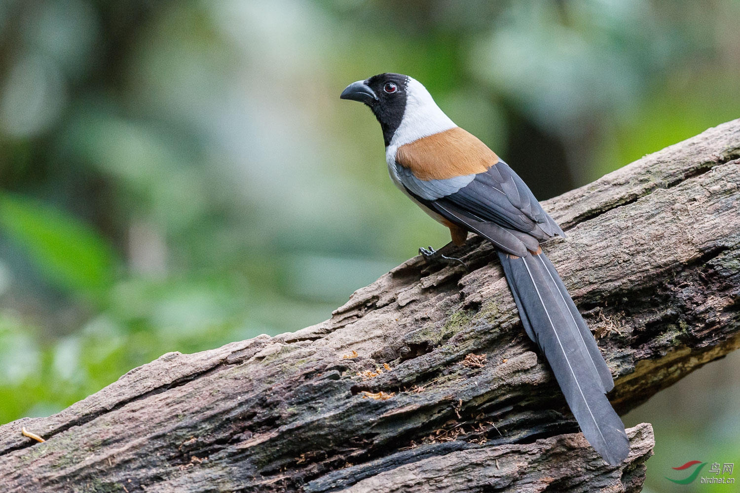会打响嗝的山呼鸟黑喉噪鹛