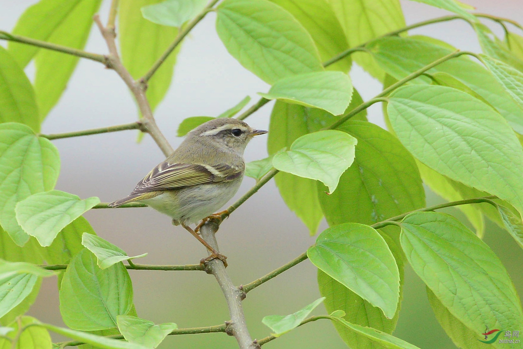 云南柳莺 - 林鸟版 鸟网