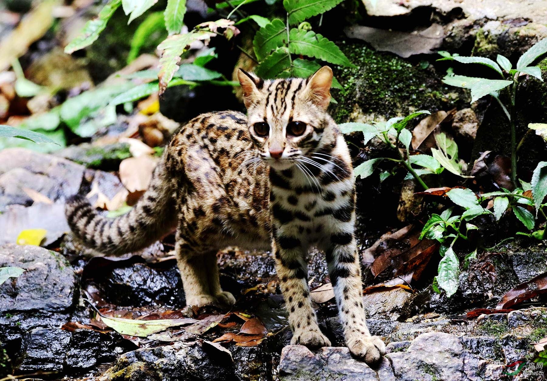 豹猫(盈江洪崩河保护区)