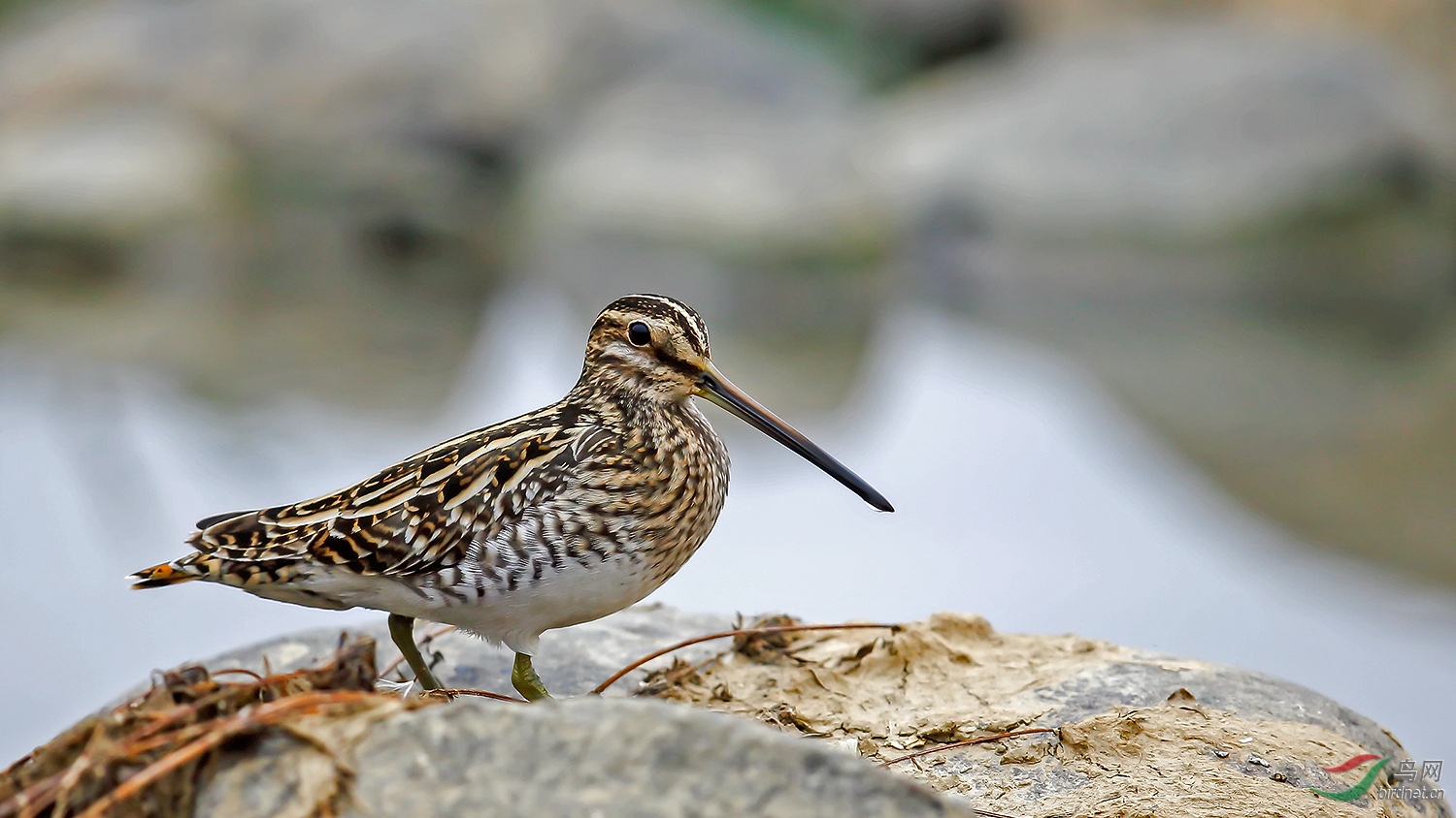 针尾沙锥 - 陕西版 shanxi 鸟网