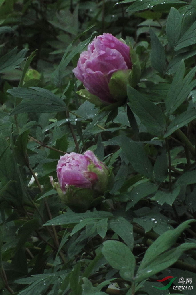 洛阳牡丹葛巾丹