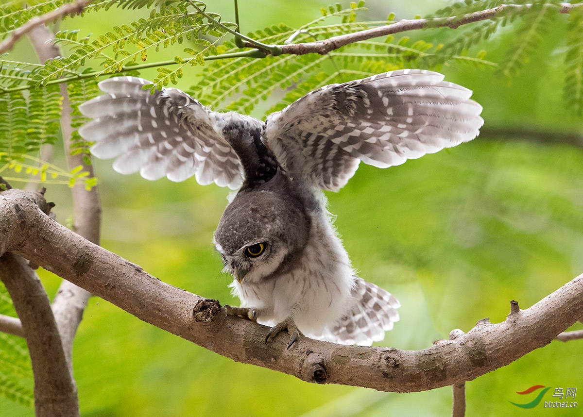 猛禽横斑腹小鸮白腹小鸮萌态泰国拍摄