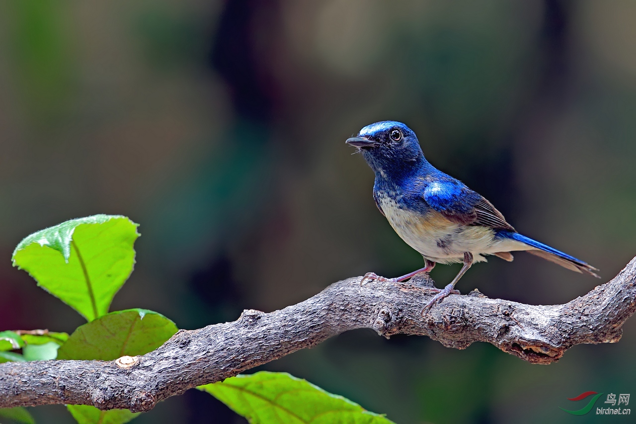 海南蓝仙鹟(雌雄两鸟)