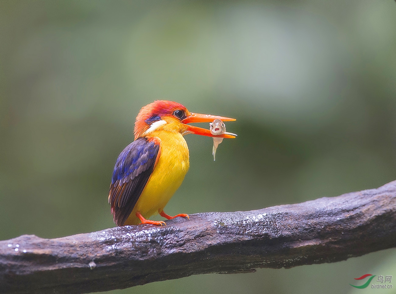 (三趾翠鸟)三趾翠鸟(祝贺荣获首页精华)