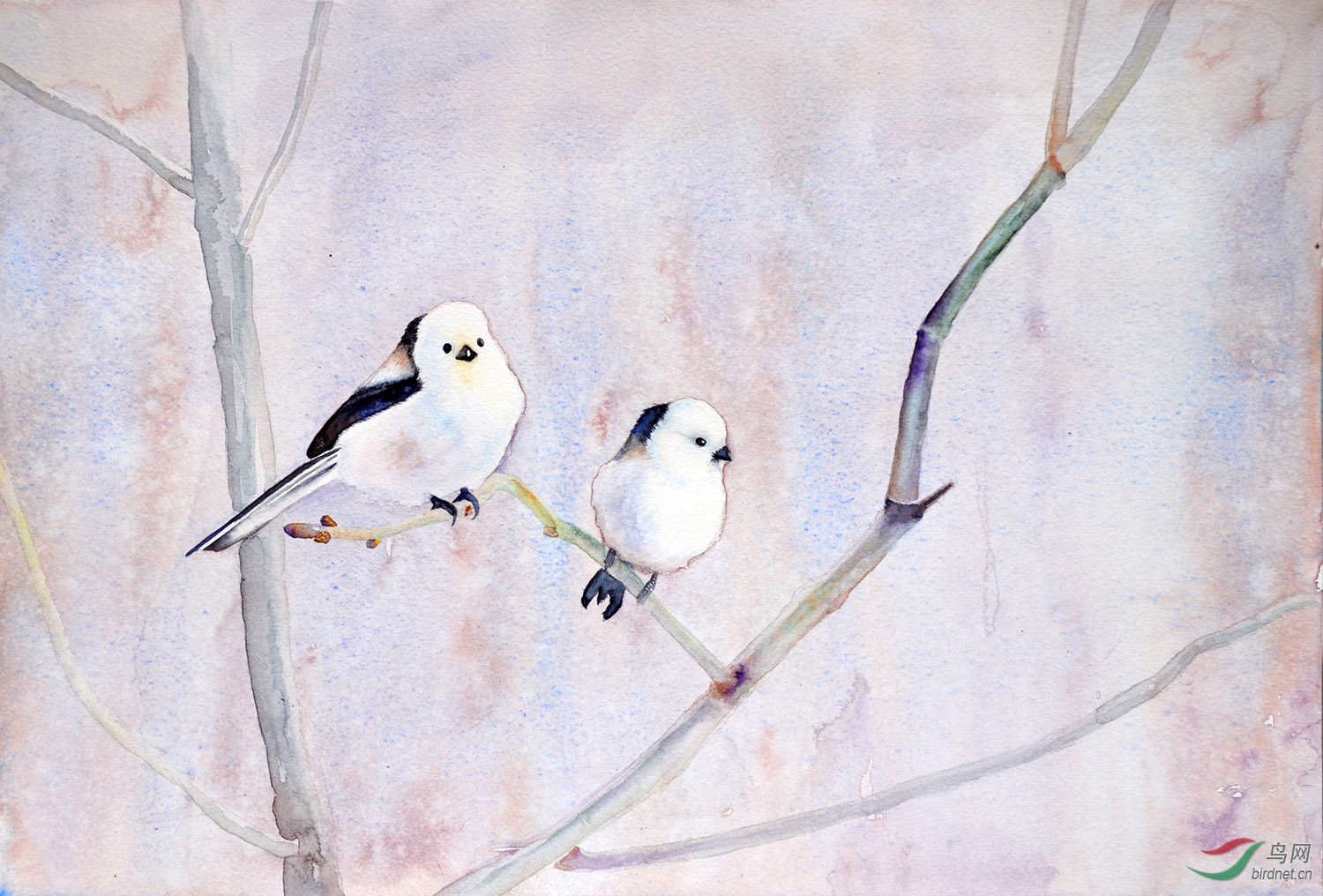 水彩银喉长尾山雀