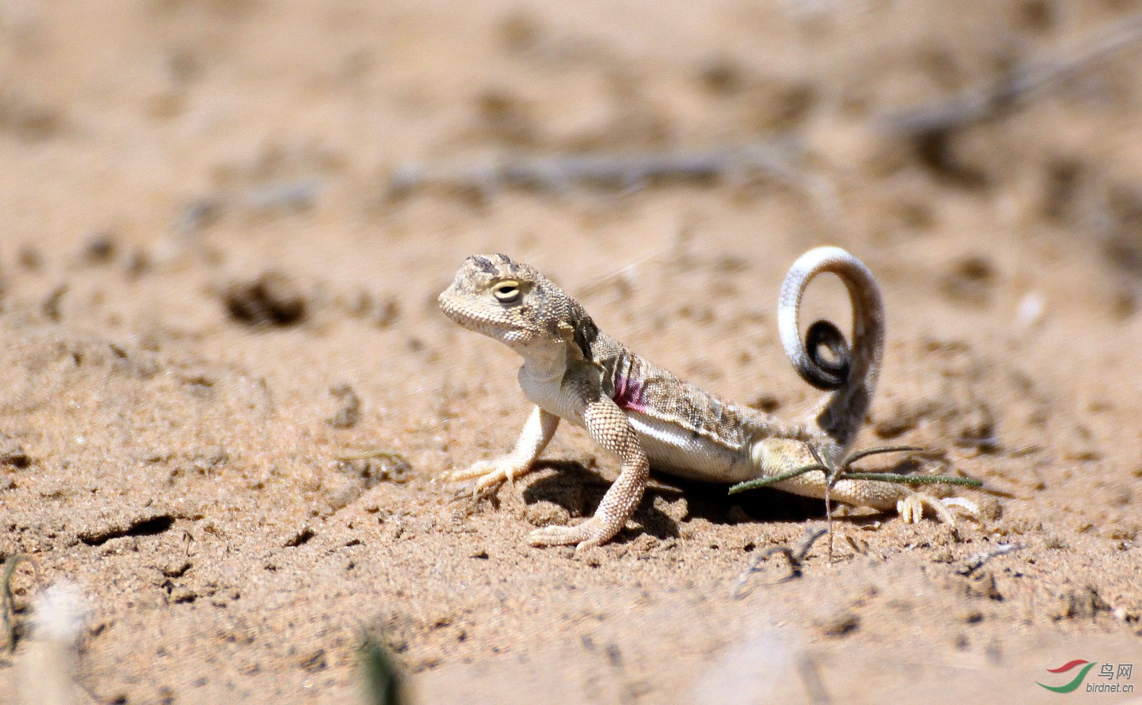 沙漠小蜥