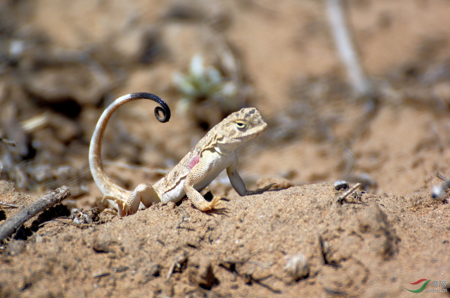 沙漠小蜥