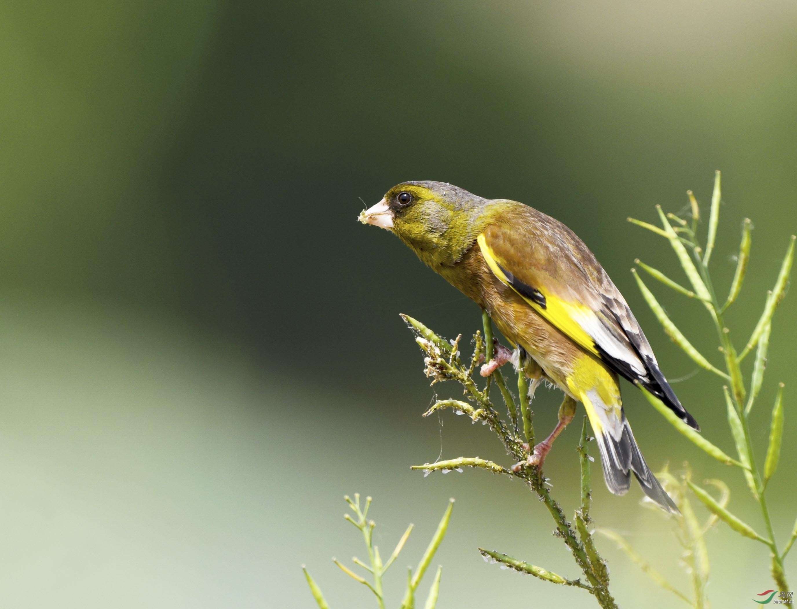 DSC_8988a.jpg