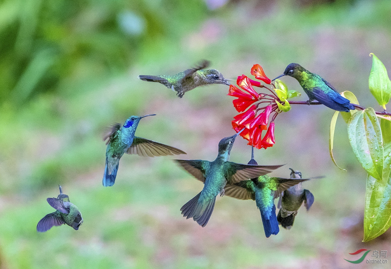 群蜂飞舞迎佳节