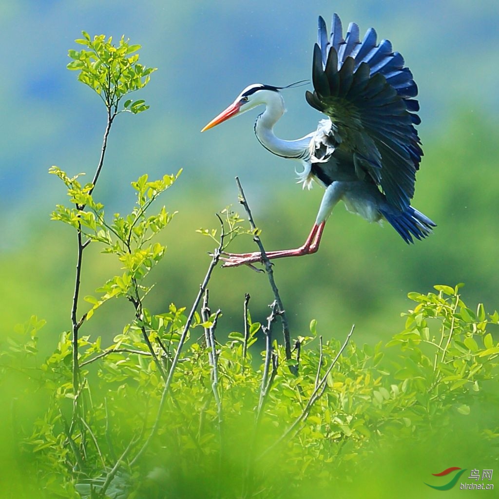 苍鹭 之 绿色的梦