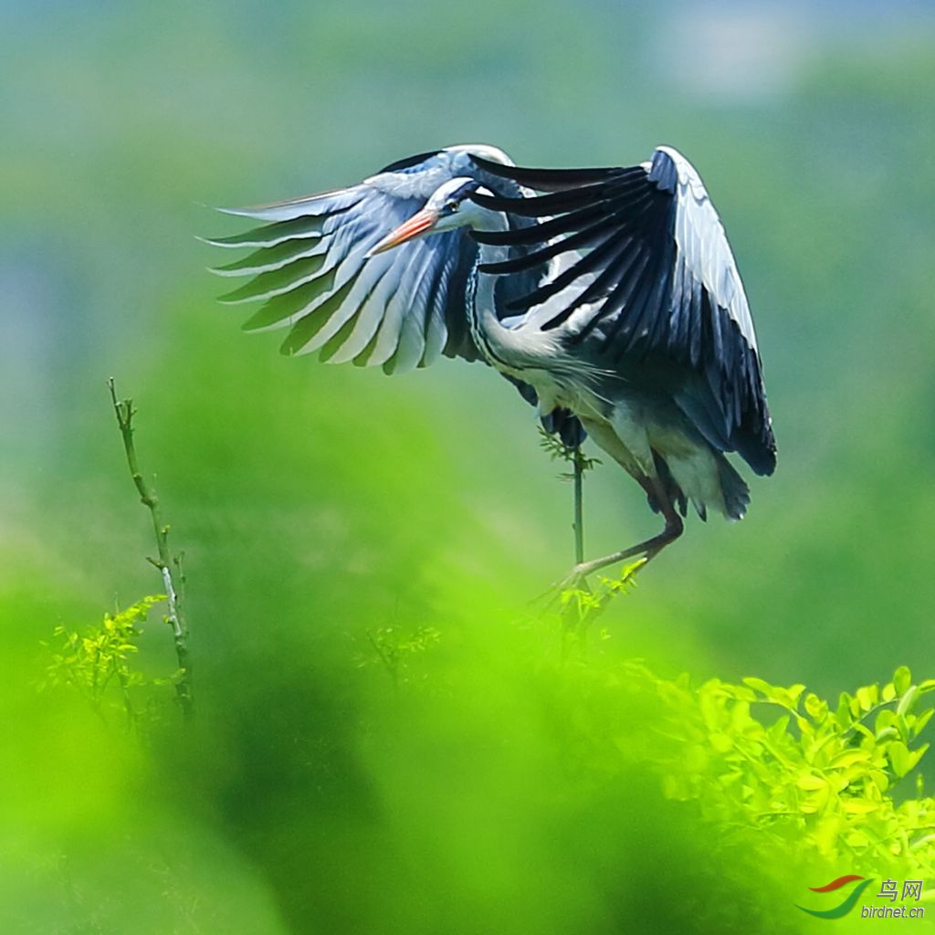 苍鹭 之 绿色的梦
