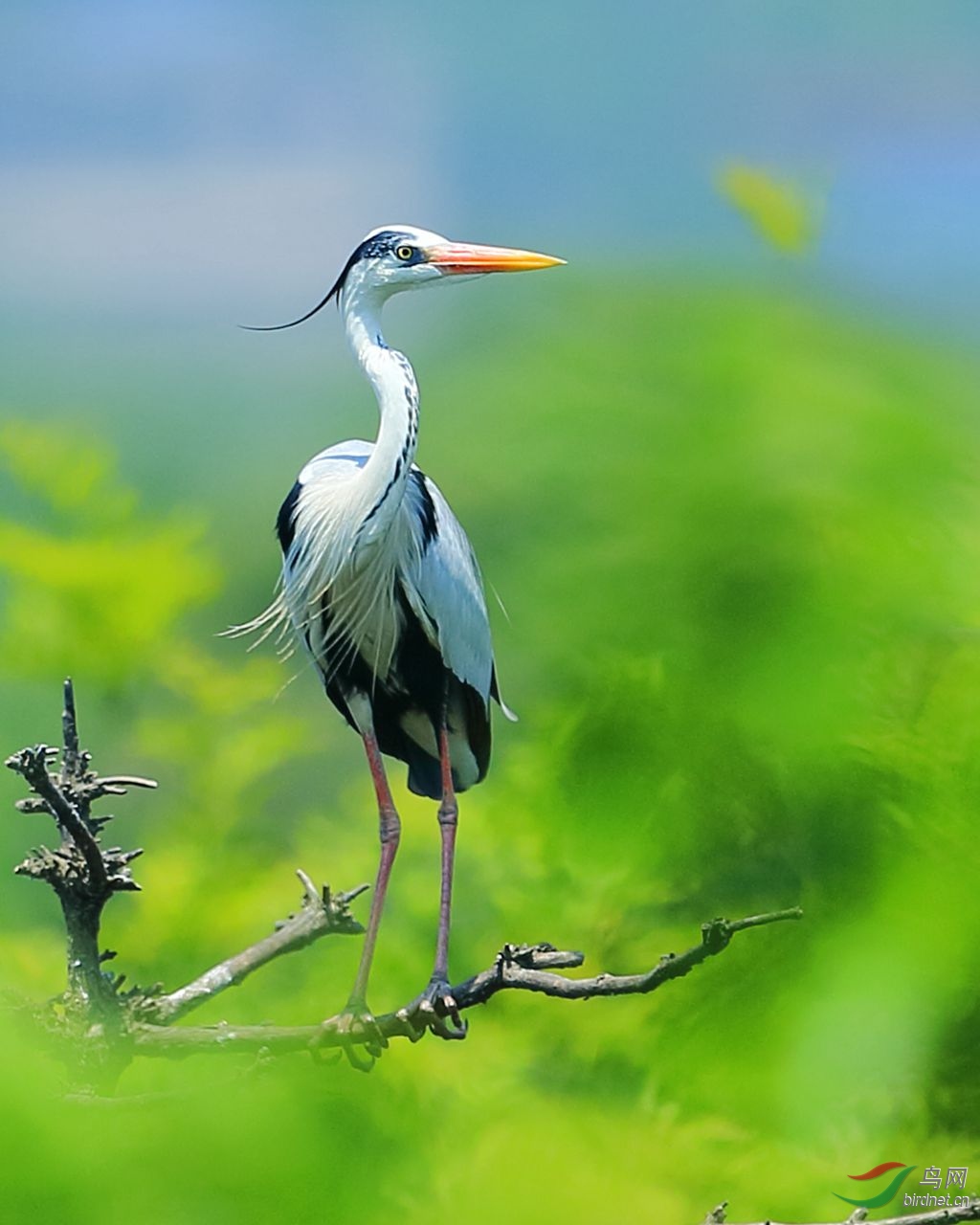 苍鹭 之 绿色的梦