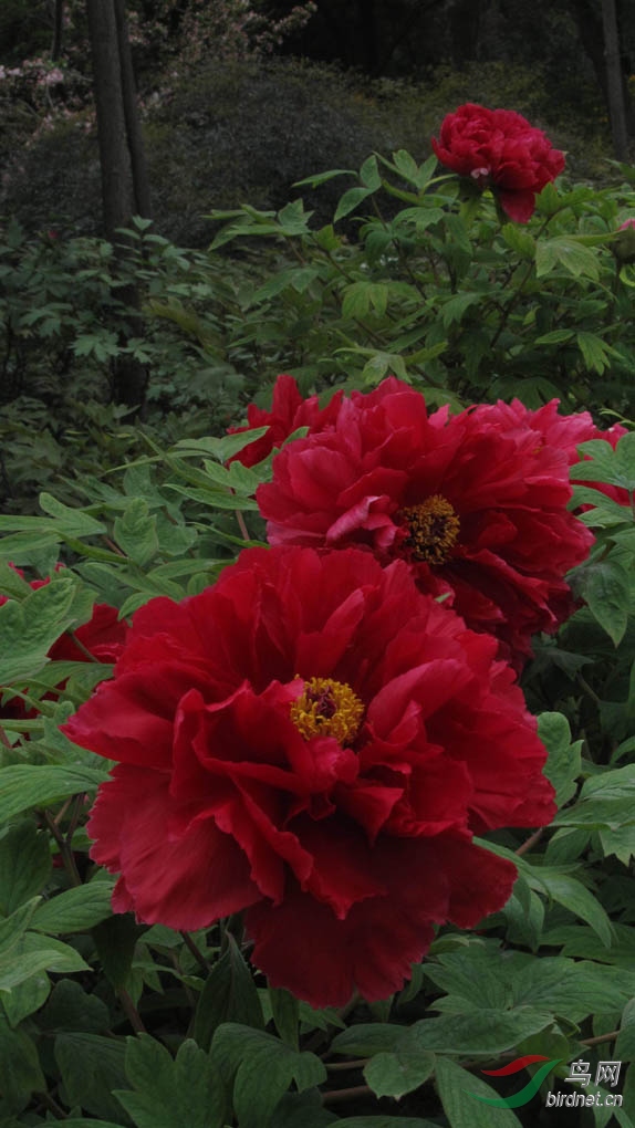 洛阳大红牡丹致五一