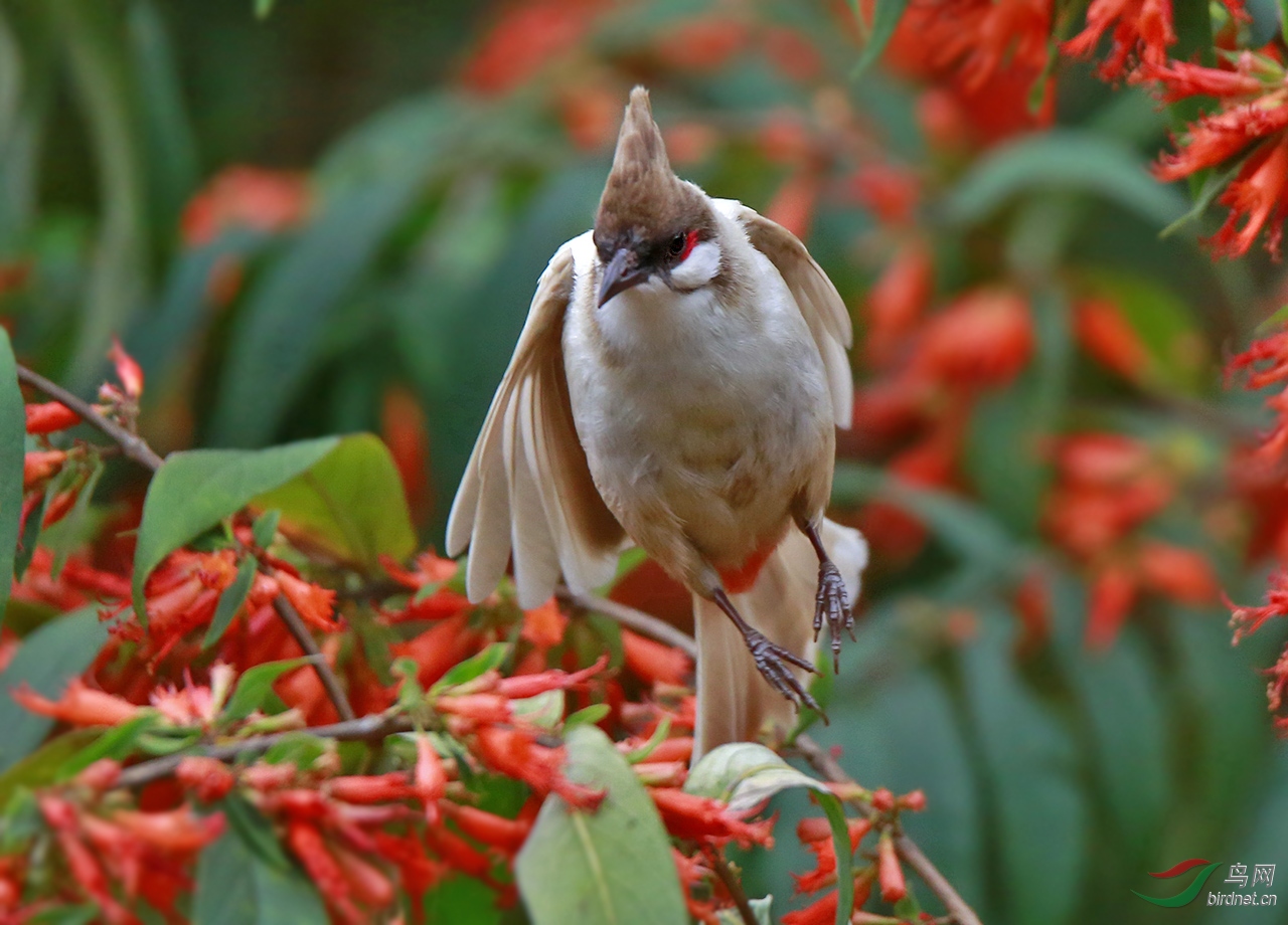 红耳鹎鸟窝图片