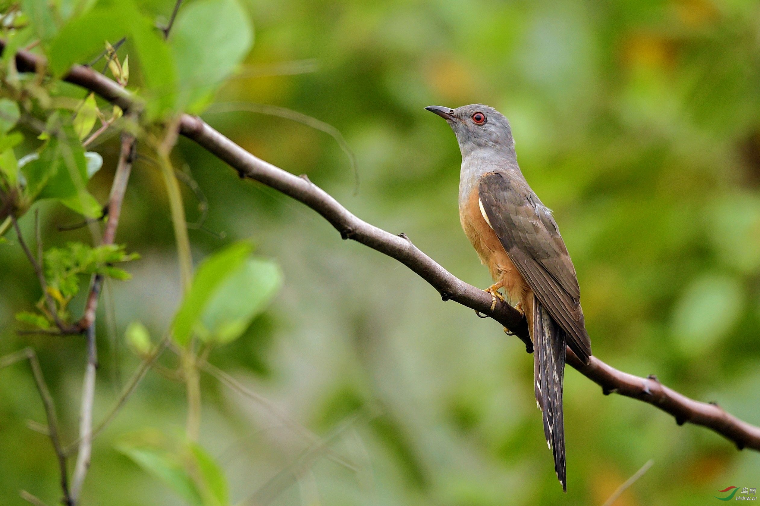劳动节快乐八声杜鹃