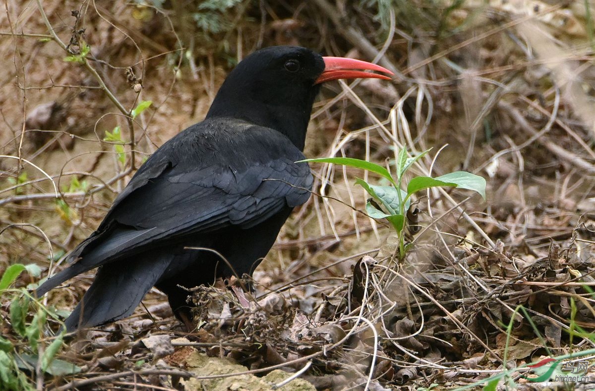 红嘴乌鸦