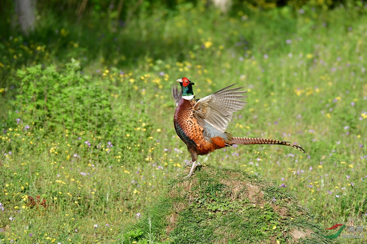奥森花鸡亮翅图
