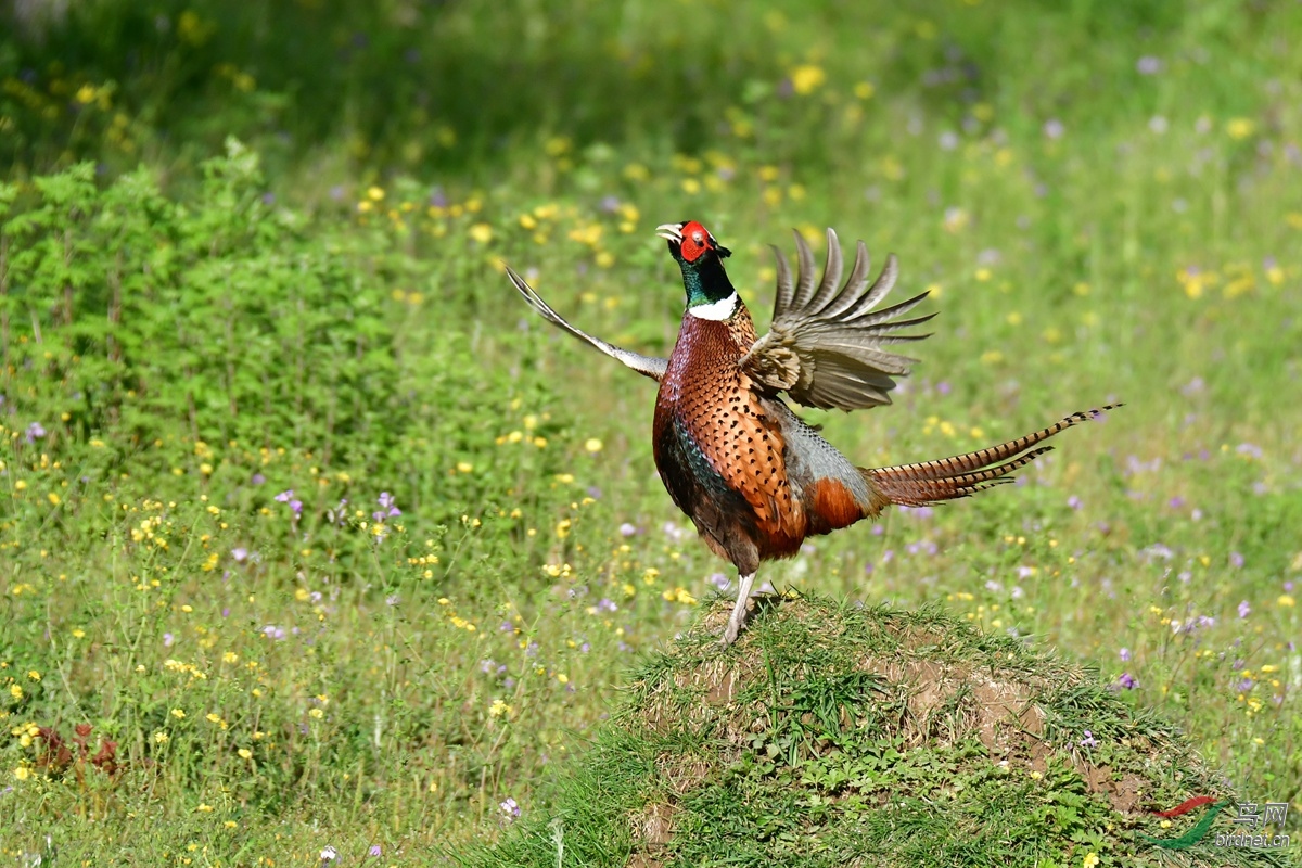 奥森花鸡亮翅图