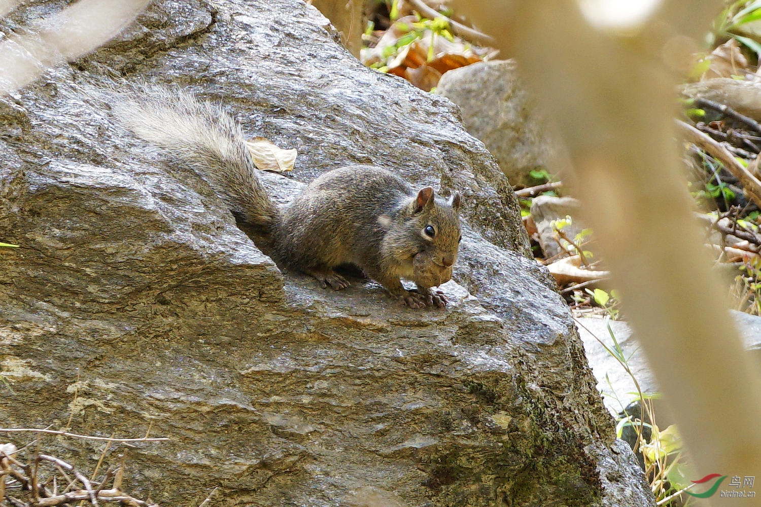 吃核桃的小松鼠