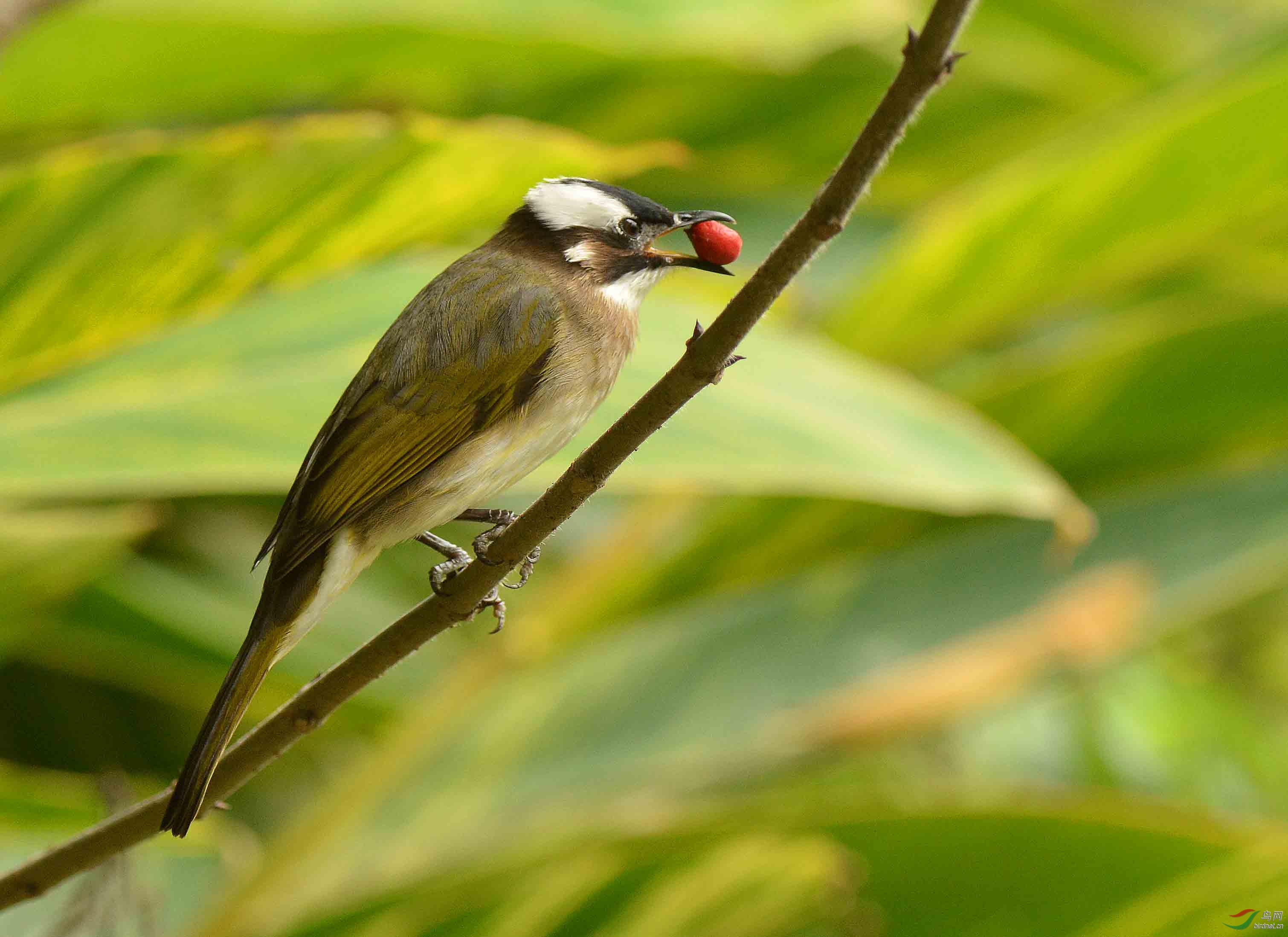 白头鹎吃红果果