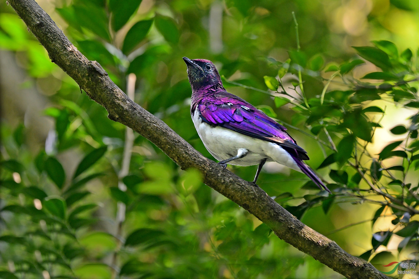 白腹紫椋鸟