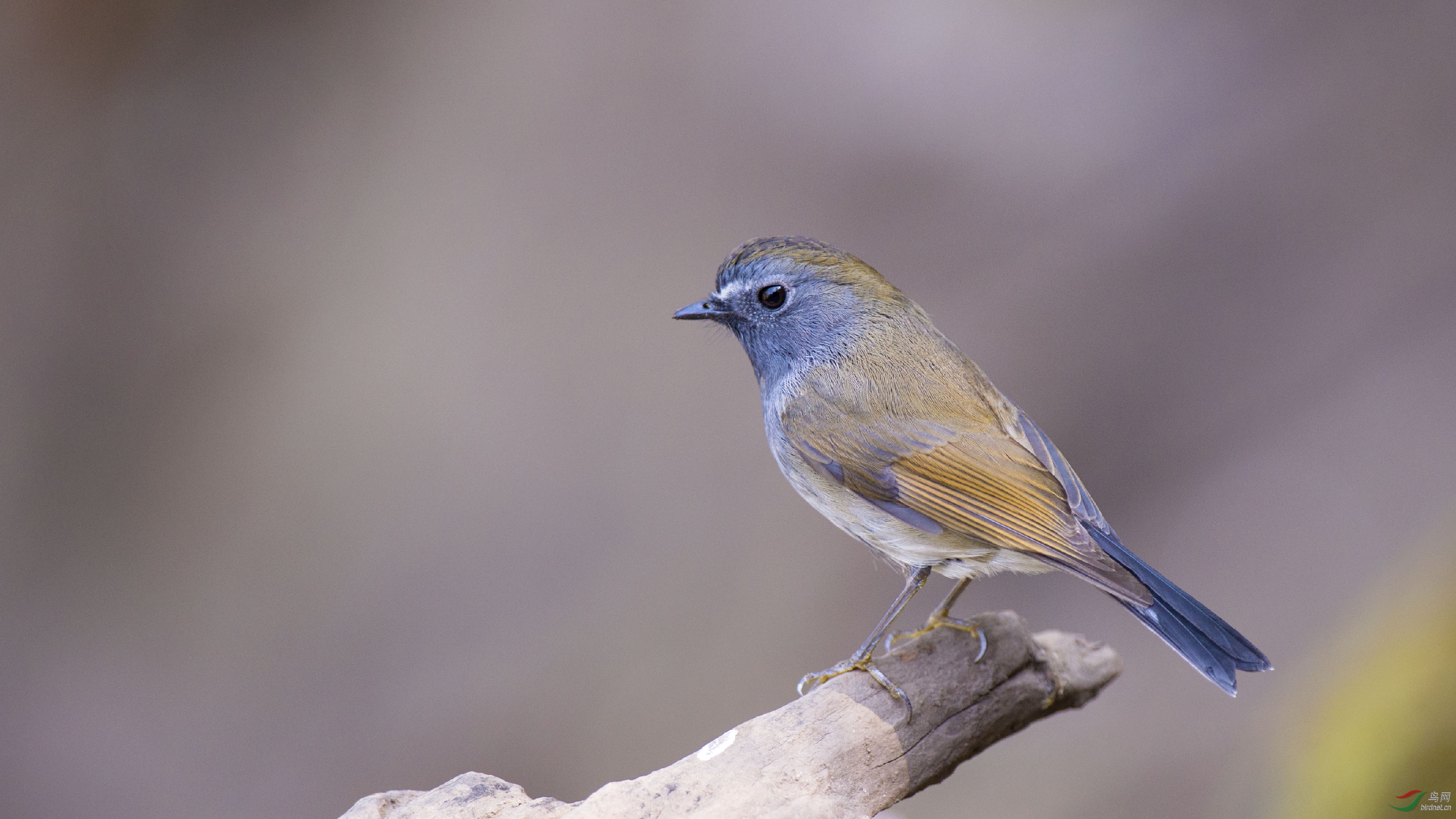 口加木鸟日本小名