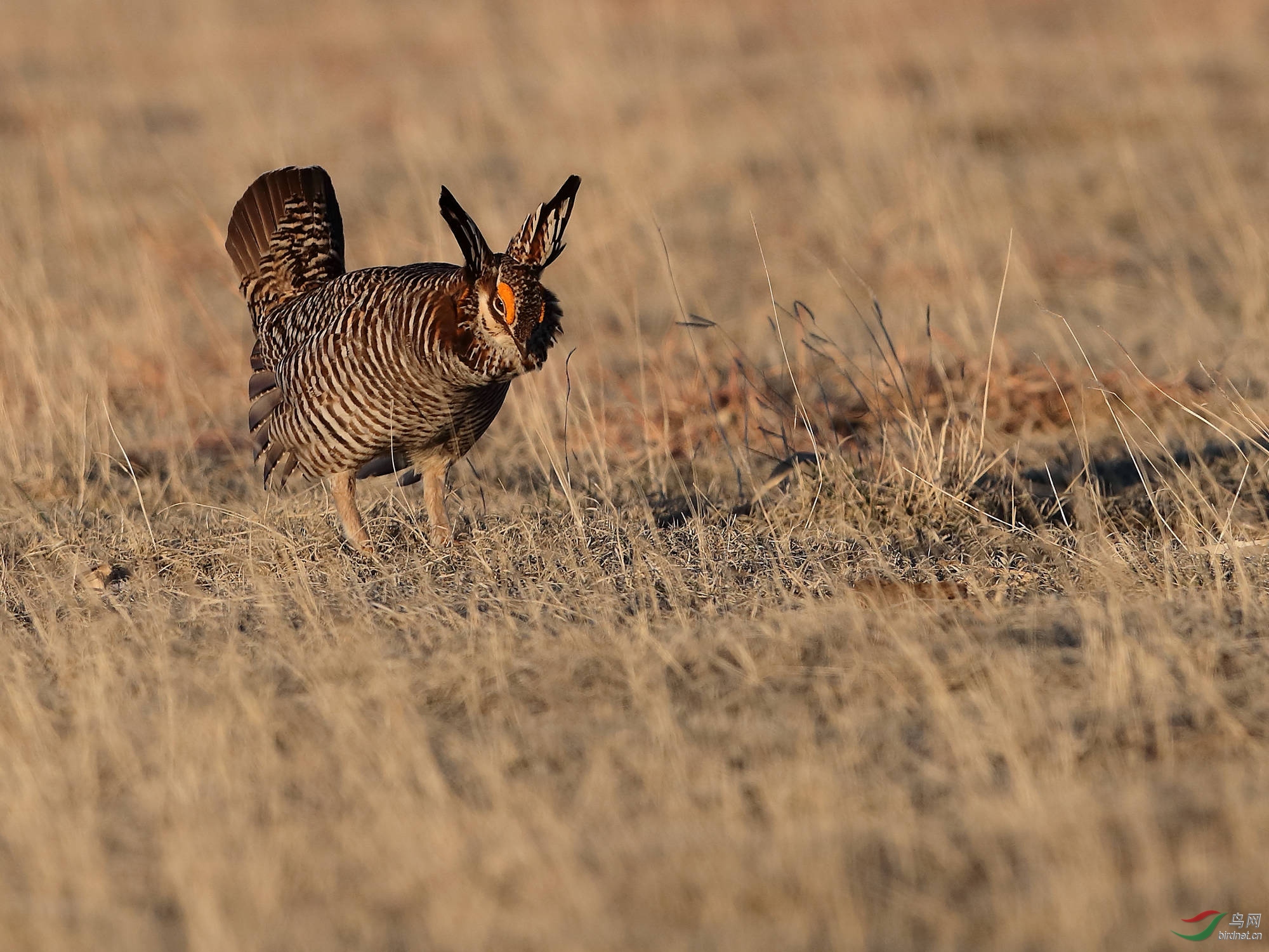 (草原松鸡)发情中的草原松鸡-组照~~贺图9获【首页每日精华】